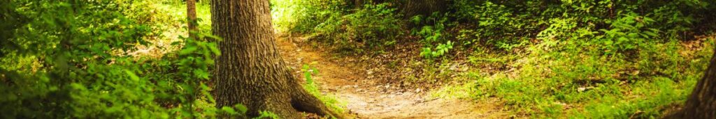 sentiero nel bosco per una camminata consapevole e connettersi alla natura
