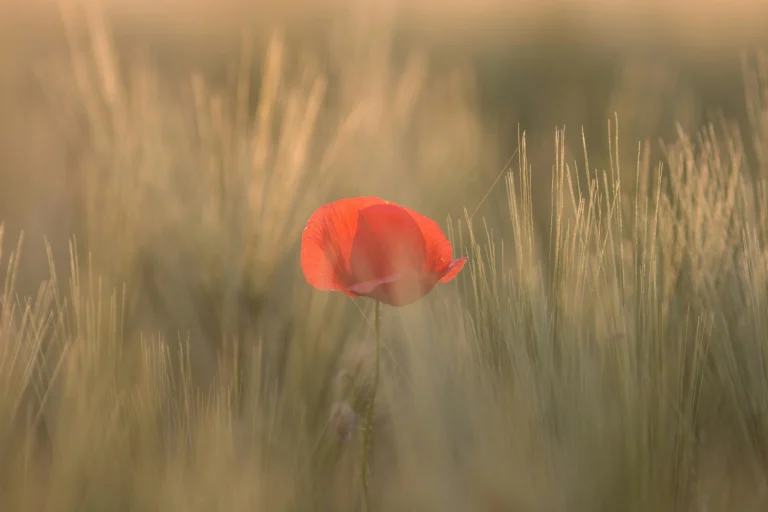 papavero in un campo di grano: ritrovare la creatività ispirandosi alla natura