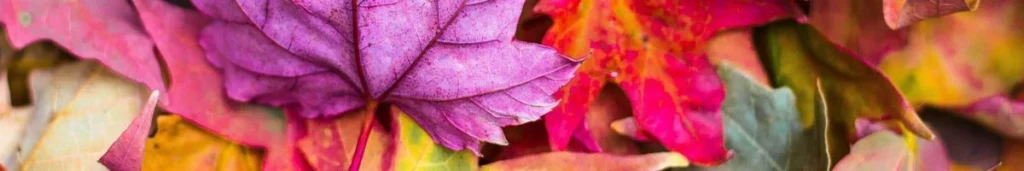 foglie colorate da dipingere: ritrova la creatività
