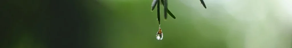 goccia di rugiada e aghi di abete per ispirare a fotografare piccoli dettagli