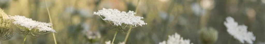 fiori di campo per ispirare tranquillità