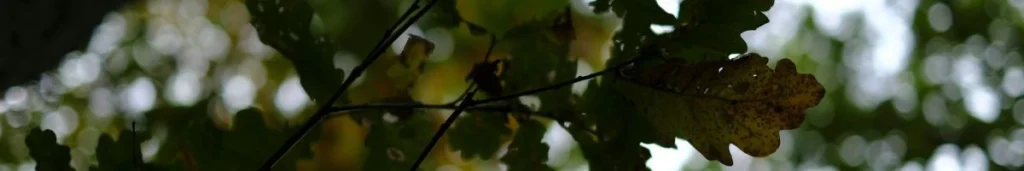 foglie di quercia per ispirare una storia dal punto di vista di un albero