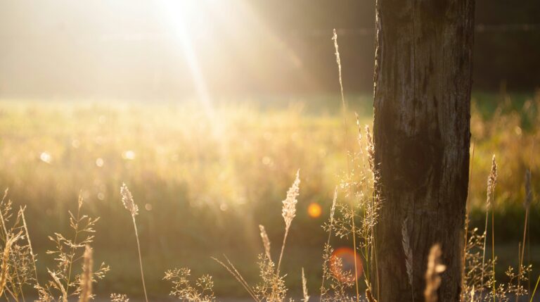 Raggi di sole sull'erba