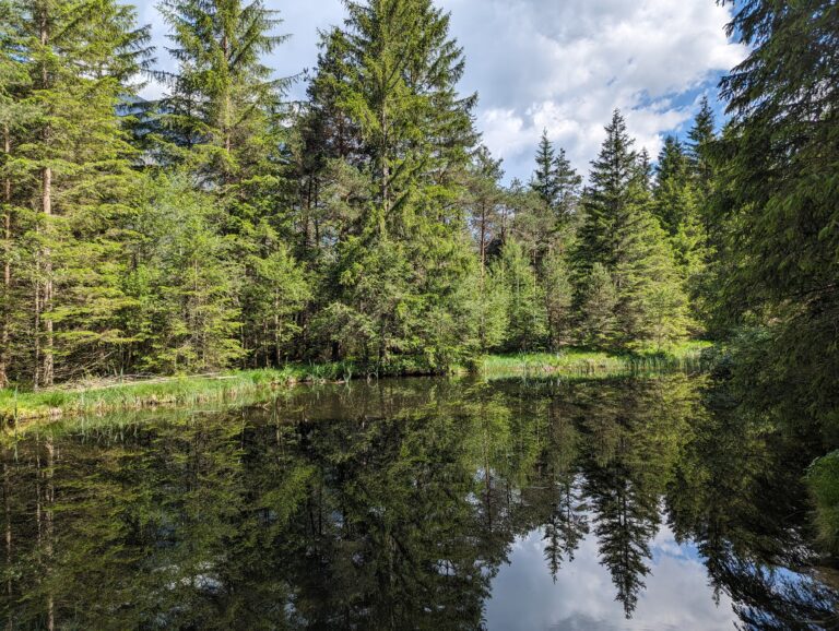 Laghetto con alberi per tanta serenità