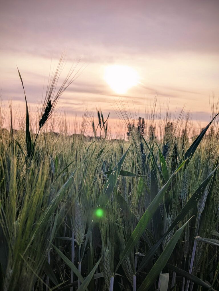 Alba su un campo di grano