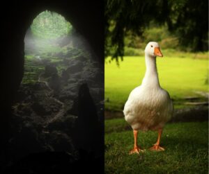 Scopri di più sull'articolo Trame di bosco – La caverna e l’oca