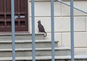 Sagoma in metallo di un gatto nero ferma sui gradini di un ingresso, simbolo di osservazione e meraviglia quotidiana.